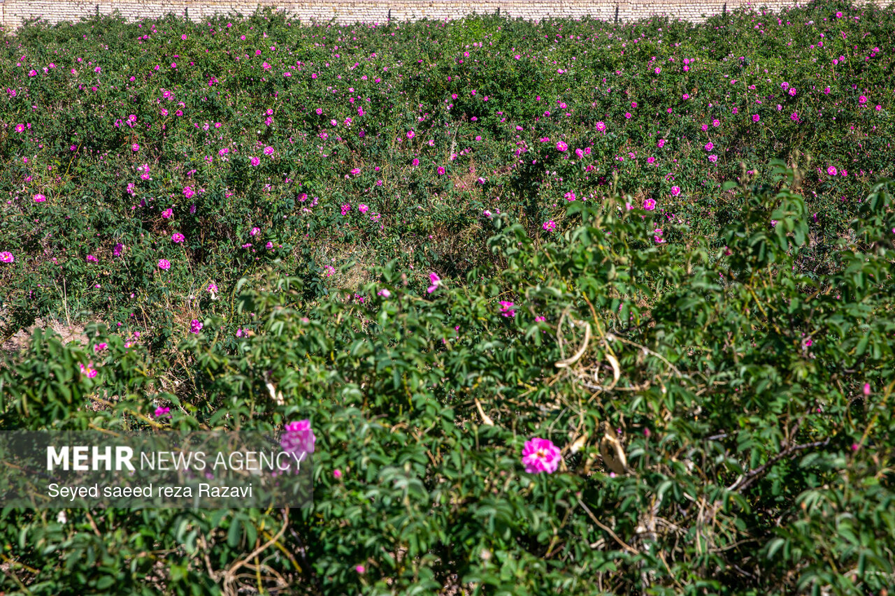 Harvesting damask rose in Kashan