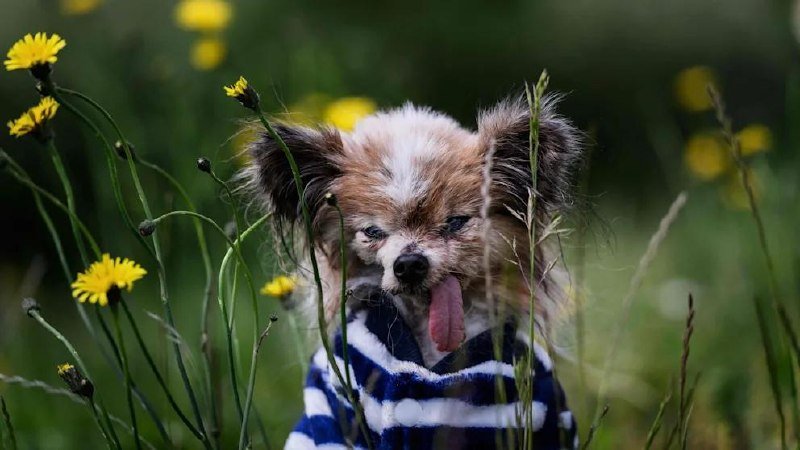A small brown and white dog wearing a blue and white striped sweater pants out its tongue while standing among tall grass and yellow dandelions.
