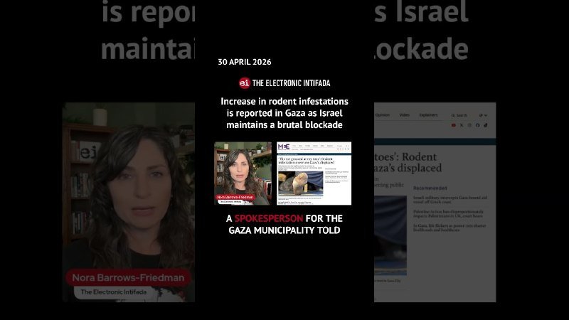A video screenshot dated 30 April 2026 shows a woman labeled "Nora Barrows-Friedman" alongside text from The Electronic Intifada reporting on a rodent infestation in Gaza.