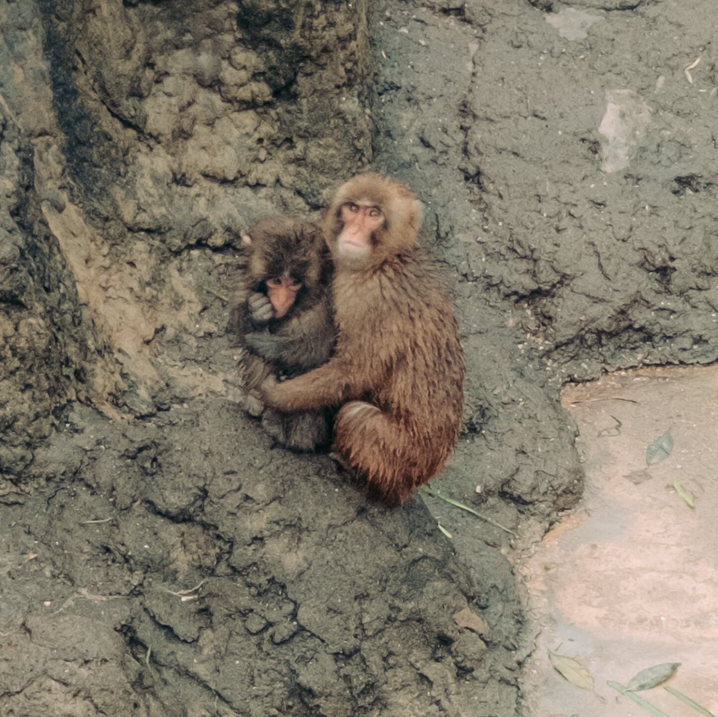 Two wet-furred monkeys sit closely together against a rocky, muddy backdrop, one with its arm around the smaller one.