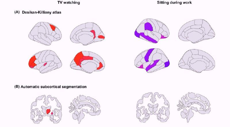 Brain imaging figure displays cortical and subcortical brain visualizations under "TV watching" and "Sitting during work" labels, with red and purple highlighted regions.