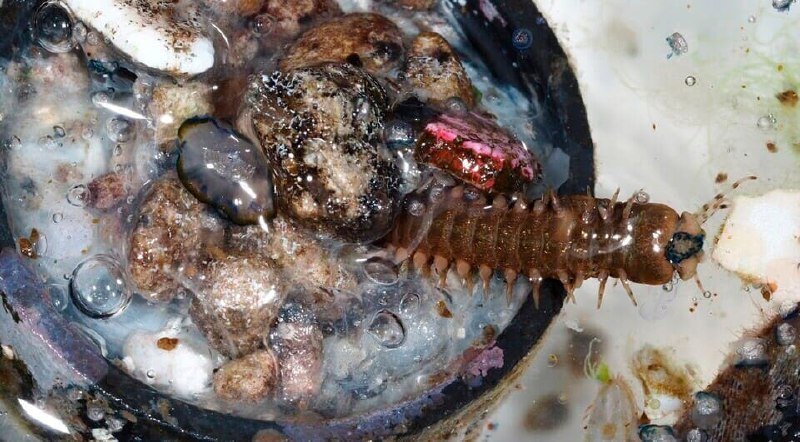 A brown, segmented insect larva crawls among wet pebbles and bubbles inside a glass container.