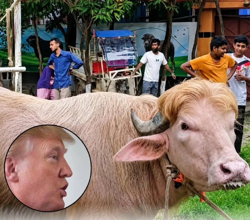 A large light-colored cow with horns stands in the foreground, while several men gather near a decorated cart and painted mural in the background; an inset circular image of a man's face appears in the lower left.