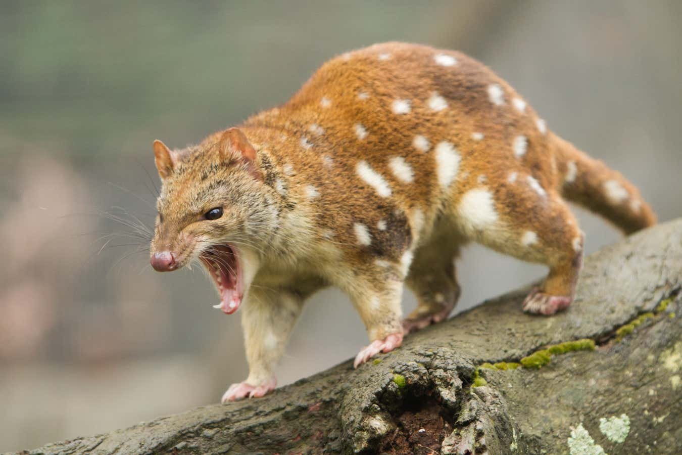 A spotted, tan-furred spotted-tailed quoll stands on a moss-covered log with its mouth open, baring its teeth.