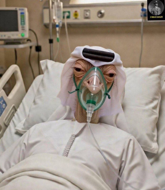 A digital illustration depicts a camel wearing an oxygen mask, lying in a hospital bed with medical equipment visible in the background.