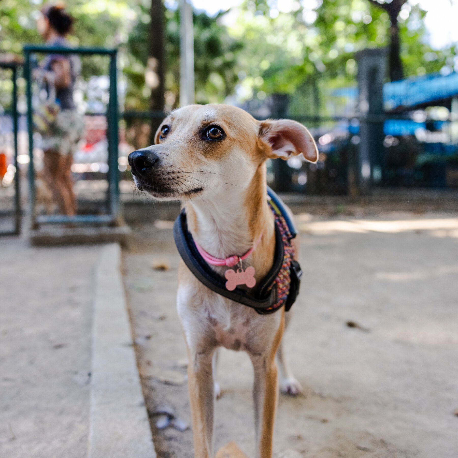 A tan dog wearing a colorful harness and pink bone-shaped tag stands on a paved path in a fenced outdoor area, looking off to the side.