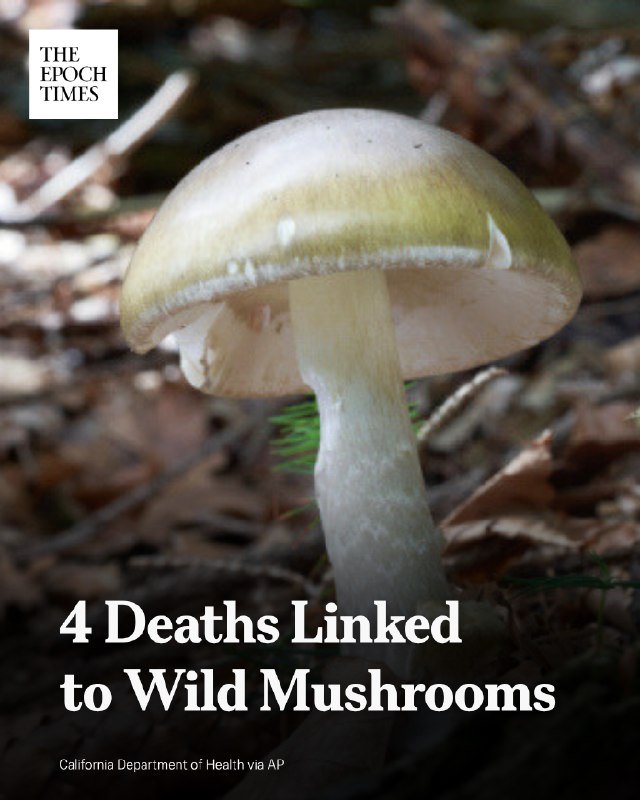 A pale yellow-capped wild mushroom grows from a forest floor covered in brown leaves, shown above a headline reading "4 Deaths Linked to Wild Mushrooms."