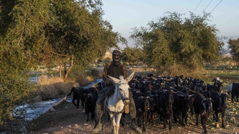 A masked rider on a white donkey leads a large herd of black goats along a dirt path bordered by trees and patches of snow.