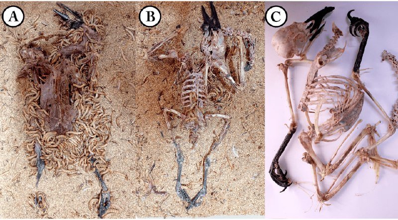 Triptych showing stages of carcass decomposition: (A) a maggot-covered body, (B) a partially skeletonized body, and (C) a fully skeletonized specimen with skull and bones displayed.