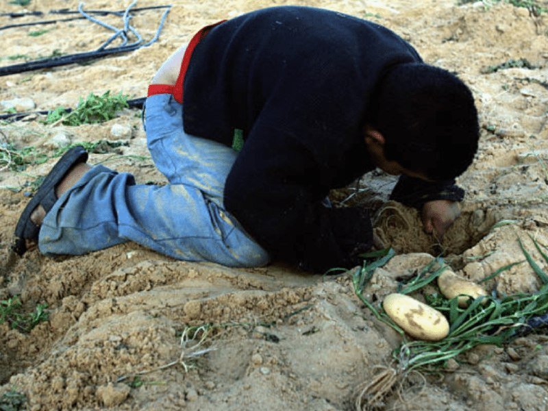 A person in a dark sweater and jeans kneels on sandy soil, harvesting potatoes with green foliage beside them.