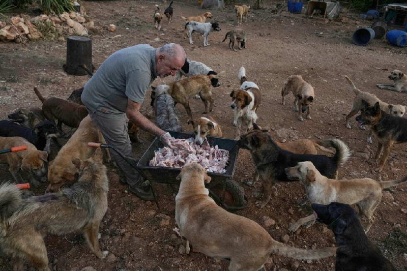 A man in gloves feeds raw meat from a wheelbarrow to a large group of dogs gathered on a dirt ground.