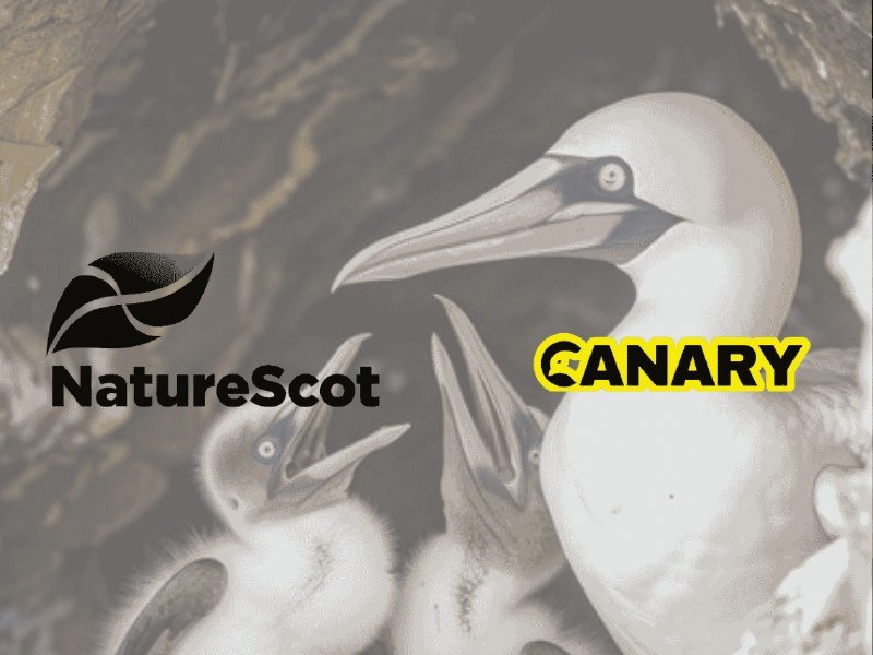 Graphic illustration showing seabirds with open beaks beside a "NatureScot" leaf logo and "CANARY" text.