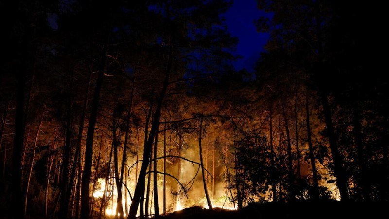 Orange flames burn through a forested area at night, silhouetting tall, bare tree trunks against a dark blue sky.