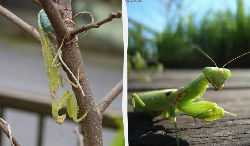 Two large Asian mantis species have been formally classified as invasive alien species of concern in Europe.