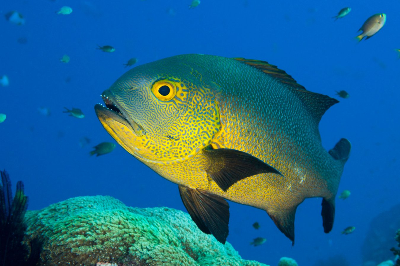 A cichlid from Lake Malawi, part of the radiation that has long puzzled researchers trying to explain how fish tell their own species apart.