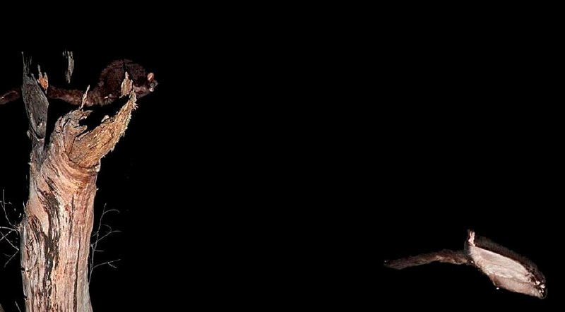 A southern giant flying cuscus, the largest gliding marsupial known to science, photographed in its forest canopy habitat.