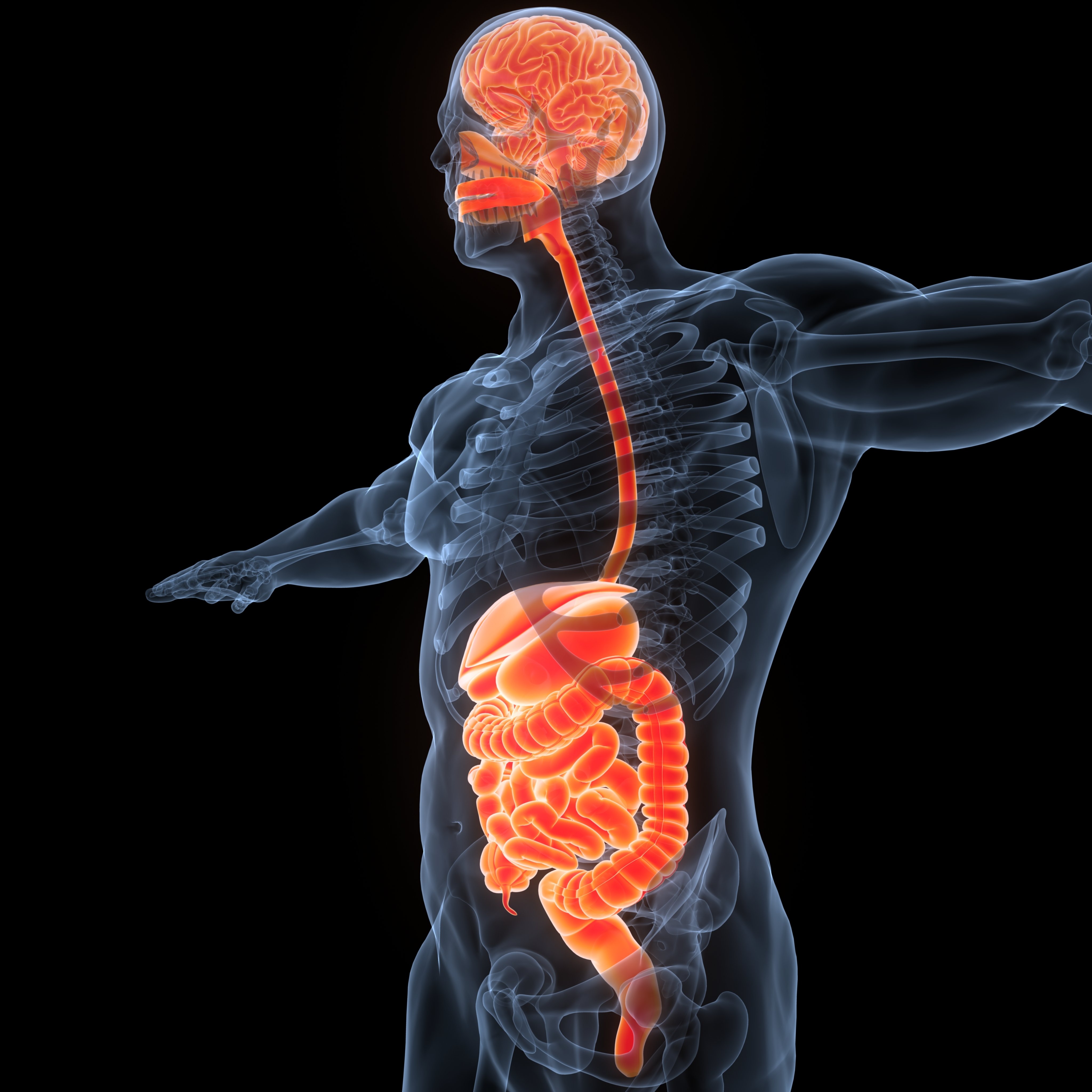 A 3D medical illustration depicts a translucent human figure with the brain, esophagus, stomach, and intestines highlighted in glowing orange against a black background.